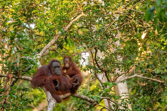 Орангутанги на Борнео